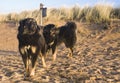 Dogs on the sandy beach