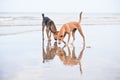 Dogs at the sandy beach, summer vacantion Royalty Free Stock Photo