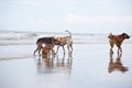 Dogs at the sandy beach, summer vacantion