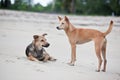 Dogs at the sandy beach, summer vacantion Royalty Free Stock Photo
