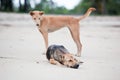 Dogs at the sandy beach, summer vacantion Royalty Free Stock Photo