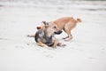 Dogs at the sandy beach, summer vacantion Royalty Free Stock Photo