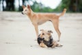 Dogs at the sandy beach, summer vacantion Royalty Free Stock Photo