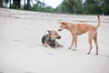 Dogs at the sandy beach, summer vacantion