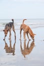 Dogs at the sandy beach, summer vacantion