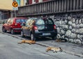 Dogs in Sarajevo Royalty Free Stock Photo