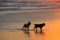 Dogs on scenic beach at sunset