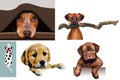 Dogs are seen in illustrations that can be used