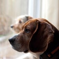 Dogs with Separation Anxiety Royalty Free Stock Photo