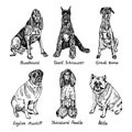 Dogs set, Bloodhound, Giant schnauzer, Great dane, English mastiff, Standard poodle, Akita, hand drawn doodle sketch