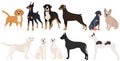 dogs set flat design , isolated on white background Royalty Free Stock Photo