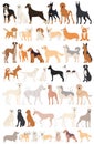 dogs set in flat design, isolated on white background Royalty Free Stock Photo