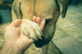 Dogs shaking hand with human, friendship between human and dogs.