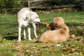 Dogs sharing toy Royalty Free Stock Photo