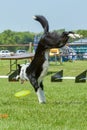 Dogs show