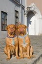 Dogs on a sidewalk Royalty Free Stock Photo