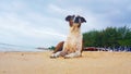 Dogs sit on the beach, Cute dogs enjoy playing on beach Royalty Free Stock Photo