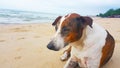 Dogs sit on the beach, Cute dogs enjoy playing on beach Royalty Free Stock Photo