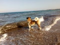 American Akita by the sea