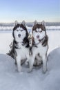 Dogs sit on snowy cliff above coast winter river. Portrait two Siberian husky dogs with blue and yellow eyes, black, white. Royalty Free Stock Photo