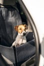 dogs sits in the front seat of car in auto car hammock. Royalty Free Stock Photo