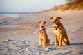 Dogs sitting on the beach at sunset Royalty Free Stock Photo