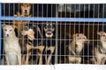 Dogs are sitting behind bars. a shelter for homeless animals Royalty Free Stock Photo
