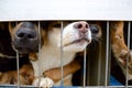Dogs are sitting behind bars. a shelter for homeless animals Royalty Free Stock Photo