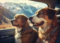 2 dogs sitting in car out looking at mountains