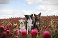 Dogs are sitting in crimson clover.