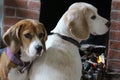 Dogs Sitting in Front of Fire Royalty Free Stock Photo