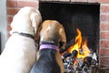 Dogs Sitting in Front of Fire Royalty Free Stock Photo