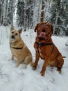 Dogs sitting in snow