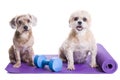 Dogs sitting on a yoga mat, preparing for excercise