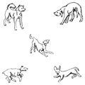 Dogs. Sketch pencil. Drawing by hand. Vector