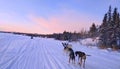 Dogs sledding on a frozen lake in winter time