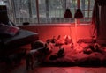 Dogs sleep indoors under infrared lights for heat during winter