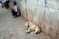 Dogs sleeping on the ground around Kalighat temple in Kolkata Royalty Free Stock Photo