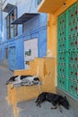 Dogs sleeping in Jodhpur blue streets