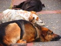 Dogs at sleeping time on the street, Chile