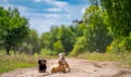 Dogs of small breeds are playing outdoor. Green nature background. Ginger and black dog. Royalty Free Stock Photo