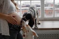 Dogs sniffing and licking pregnant woman& x27;s belly