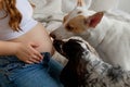 Dogs sniffing and licking pregnant woman& x27;s belly