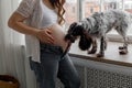 Dogs sniffing and licking pregnant woman& x27;s belly