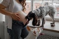 Dogs sniffing and licking pregnant woman& x27;s belly