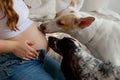 Dogs sniffing and licking pregnant woman& x27;s belly