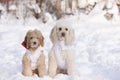 Dogs in snow Royalty Free Stock Photo