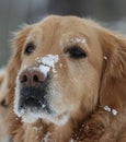 Dogs in snow