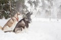 Dogs snow falling. Winter. Forest. husky Royalty Free Stock Photo
