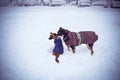 Dogs in the snow january february winter fun cold Royalty Free Stock Photo